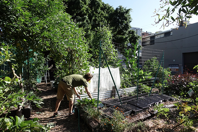 A Farm in the City © Cathy Dickson, Clare Fitzpatrick, Kanika Shukla, Cassidy Mogg, Josh Boughton